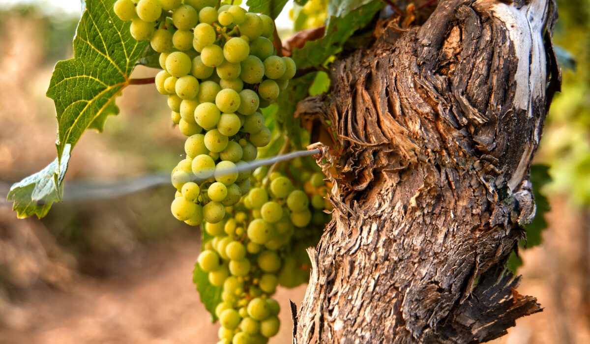 moritz-knoringer-3pyjQdnjfn8-unsplash